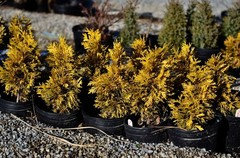 Thuja Occidentalis Malonyana | Houzz Forum