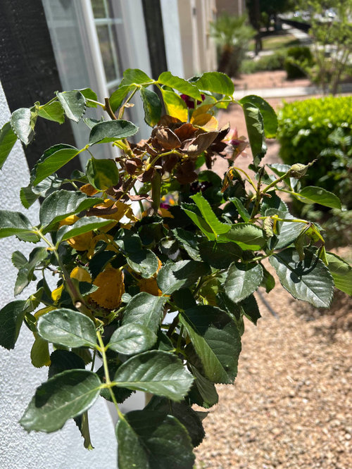 What is wrong with my roses?