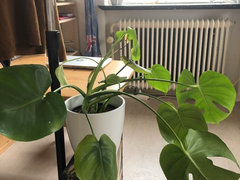Monstera Plant dropping | Houzz Forum