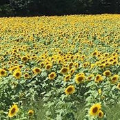 Photo de Linda Fagundo