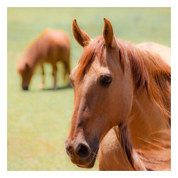 Douglas Page Photographic Arts - Horses1 Canvas Giclee, 8"x 8" - Prints And Posters