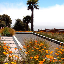 Mex garden