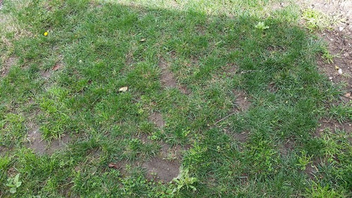 Planting St Augustine Plugs In Half Bermuda Half St Augustine Lawn