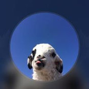 Ray Sisi's photo