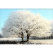 Patricia Simpson's photo