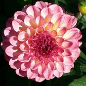 catherine dumaine's photo