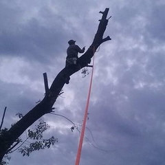 Tree Service of San Antonio