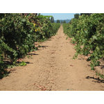 "Vineyard Road" - This original photograph is 8"x10" and comes signed by the artist, and comes with 11"x14" grey mat.