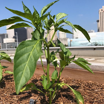 Rooftop Garden at the Ernest. M. Morial Convention CEnter