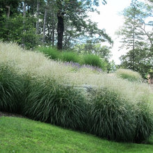 Ornamental Grasses