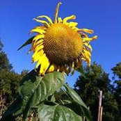 Summer Frazier's photo