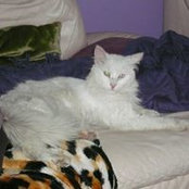 Marie Angele Pagnon Harant's photo