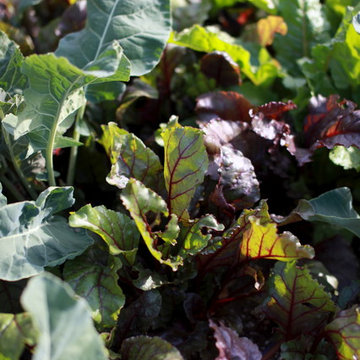 Leighton Ave Urban Farm