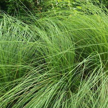 Favorite Plants