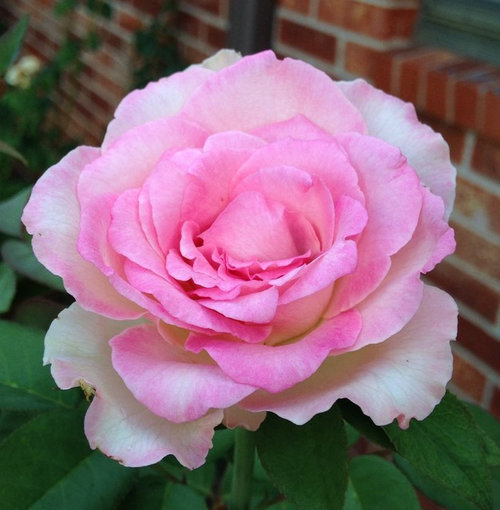Beverly, seems like a great rose