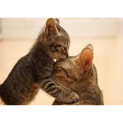 Lin Lin's photo