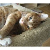 Thecos Cats's photo