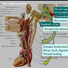 The Neurobiology of Trauma