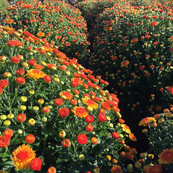 Current Featured Plants - Products