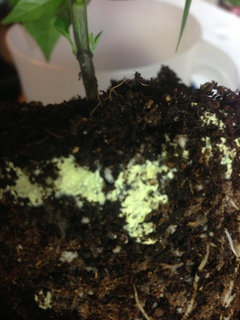 fatsia indoor plant fatsia spider main image 1
