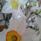 Foto von Sharon Staveley