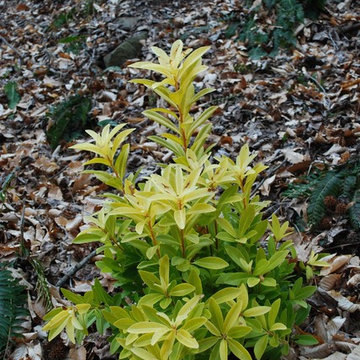 Illicium parviflorum 'Florida Sunshine'
