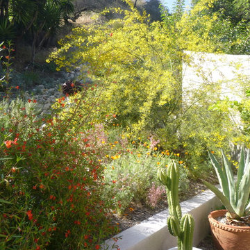 Hollywood Hills California Native Garden Sanctuary