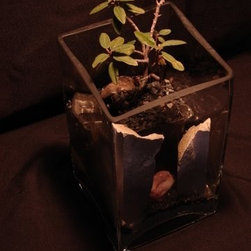 Rhamnus (California Coffeeberry) - Mixed Media Art