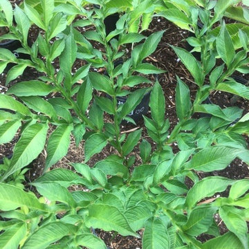 Garden photos