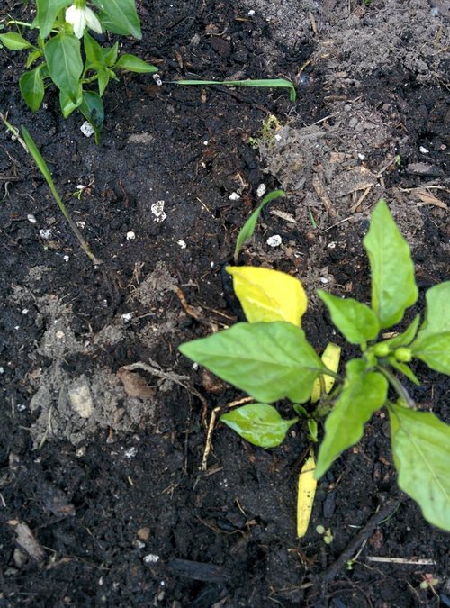 Why do my pepper plants turn yellow