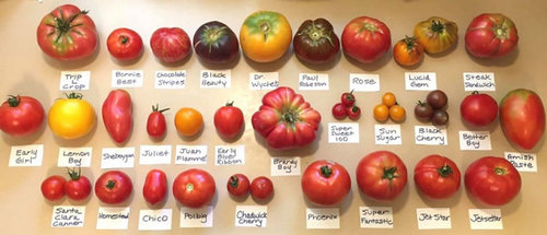 My Nerdy Tomato Harvest Chart Picture Of 30 Varieties