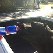 Ian Shepheard's photo