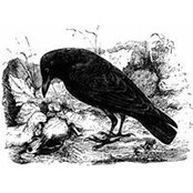 Anthony Vigliotti's photo