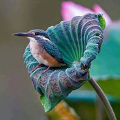 Cheryl Burke's photo
