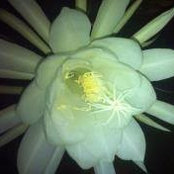 Denise Tortorigi's photo