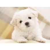Nite Siren's photo