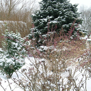 Winter In The Garden