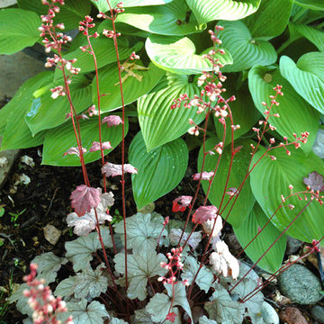 Plant Recipes