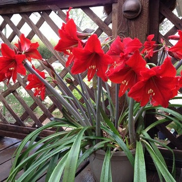 Cold-Hardy tropical plants