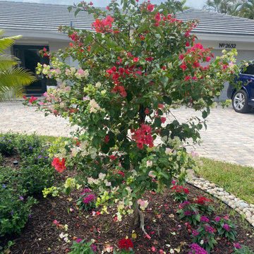 Bouganvillea tree standard, multi-color