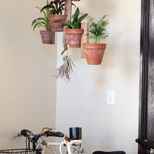 plants