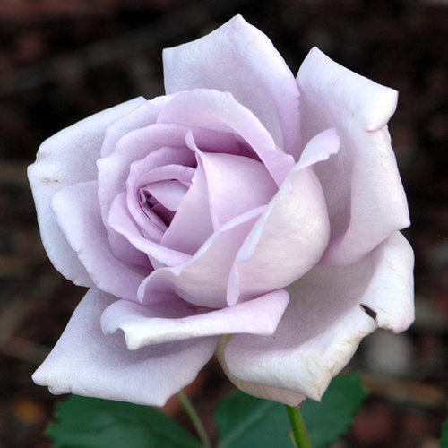 Unusual Silvery/Lilac Blooms Strong Fragrance 4lt Potted Hybrid Tea Garden Rose Bush SILVER SHADOW
