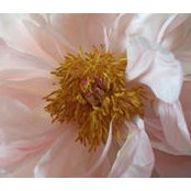 Julia Liebeskind's photo
