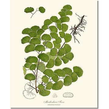 Vintage Botanical Fern Art Print: Maidenhair