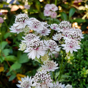 Large Country Garden