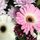 webuser_619564022