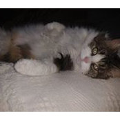 Robert Gagnon's photo
