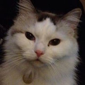 Cheryl Selesky's photo