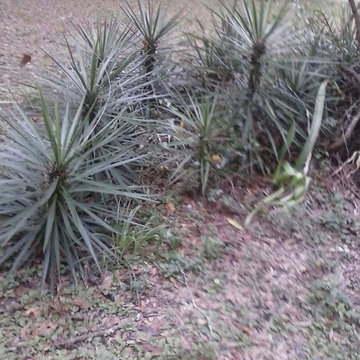 Plants for sell