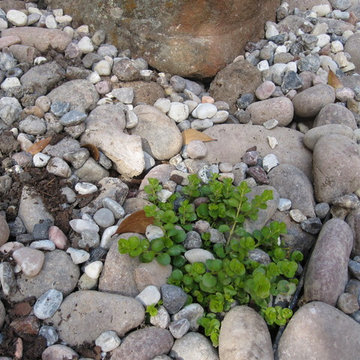 A wrap around garden with a fabulous water featurel!
